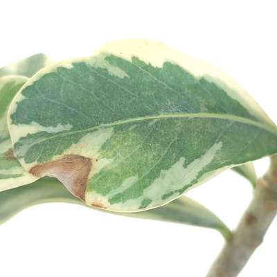 Adenium obesum cv. Milky Way - Giromagi