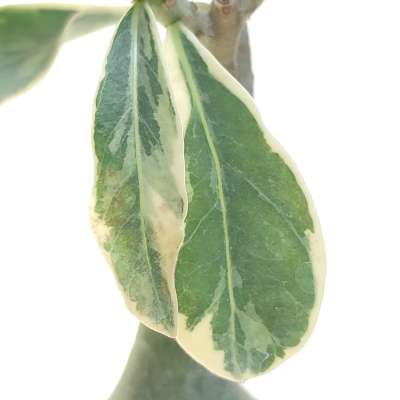 Adenium obesum cv. Milky Way - Giromagi