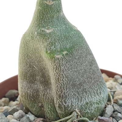 Adenium obesum cv. Milky Way - Giromagi