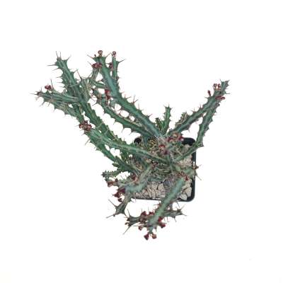 Euphorbia meridionalis - Giromagi