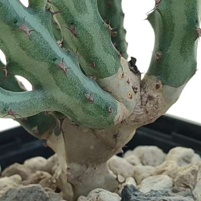 Euphorbia meridionalis - Giromagi