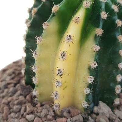 Echinopsis oxygona f. variegata - Giromagi