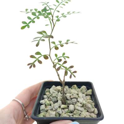 Operculicarya pachypus | Giromagi cactus and succulents for sale