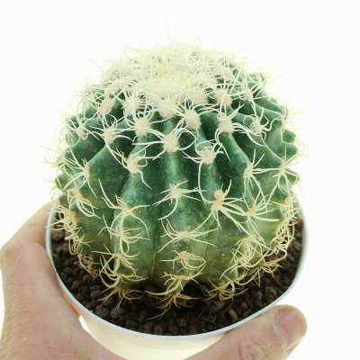 Echinocactus grusonii cv. Superkraukopf (Cuscino della suocera)