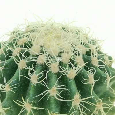Echinocactus grusonii cv. Superkraukopf (Cuscino della suocera) - Giromagi