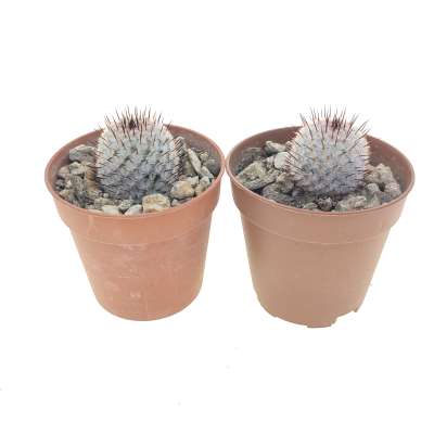 Mammillaria perezdelarosae subs. andersoniana (Villa Garcia) - Giromagi