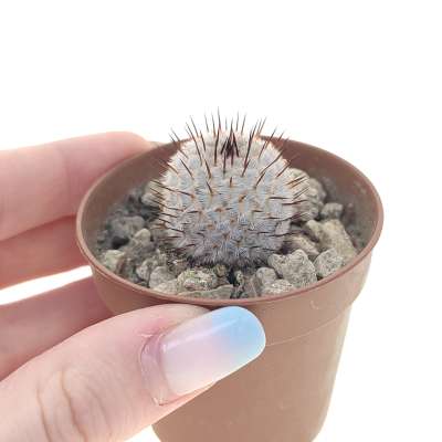 Mammillaria perezdelarosae subs. andersoniana (Villa Garcia)