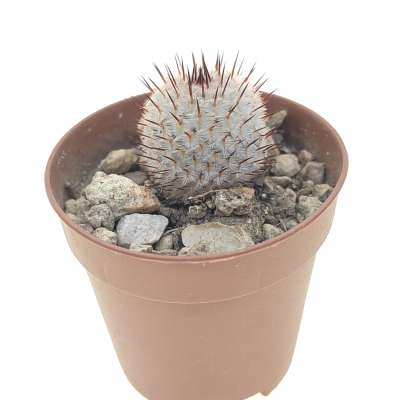 Mammillaria perezdelarosae subs. andersoniana (Villa Garcia) - Giromagi