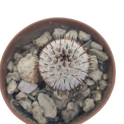 Mammillaria perezdelarosae subs. andersoniana (Villa Garcia) - Giromagi