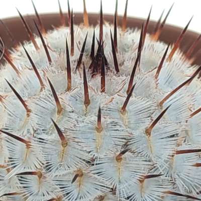 Mammillaria perezdelarosae subs. andersoniana (Villa Garcia) - Giromagi