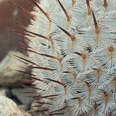 Mammillaria perezdelarosae subs. andersoniana (Villa Garcia) - Giromagi
