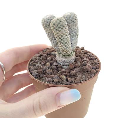 Mammillaria herrerae var. albiflora f. politomica