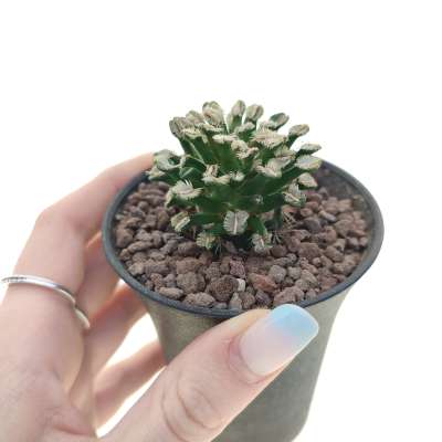 Mammillaria bertholdii