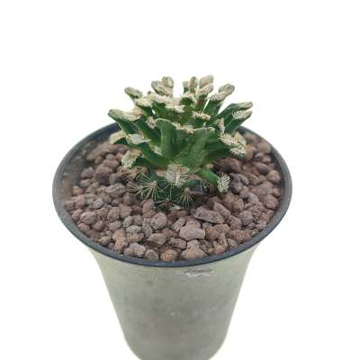 Mammillaria bertholdii - Giromagi