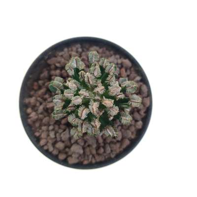 Mammillaria bertholdii - Giromagi
