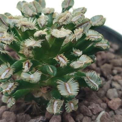 Mammillaria bertholdii - Giromagi