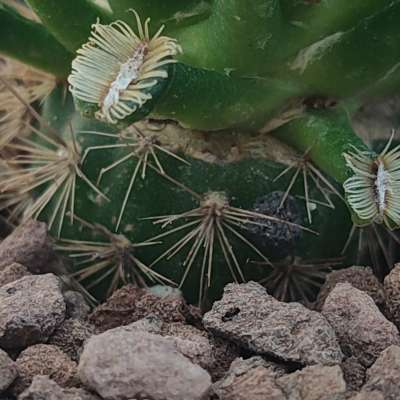 Mammillaria bertholdii - Giromagi