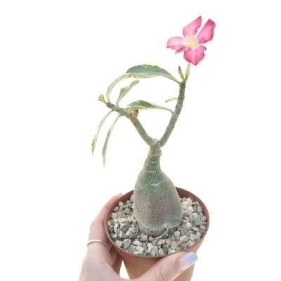 Adenium obesum cv. Milky Way