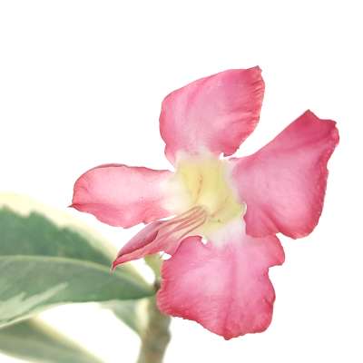 Adenium obesum cv. Milky Way - Giromagi