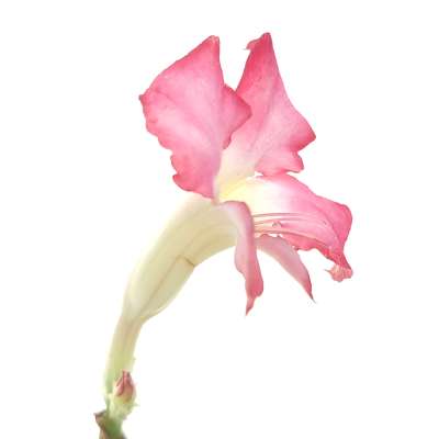 Adenium obesum cv. Milky Way - Giromagi