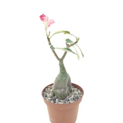 Adenium obesum cv. Milky Way - Giromagi