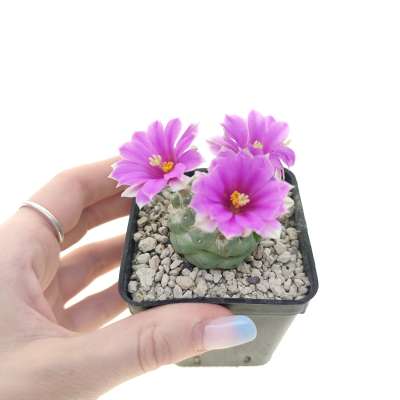 Mammillaria schumannii var. inermis (Own roots)
