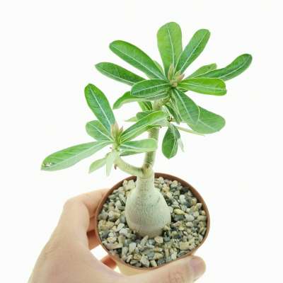 Adenium obesum 'Regal'