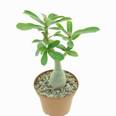 Adenium obesum 'Regal' - Giromagi