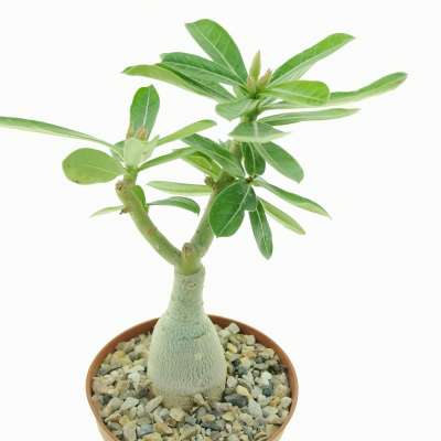 Adenium obesum 'Regal' - Giromagi