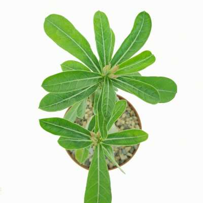 Adenium obesum 'Regal' - Giromagi