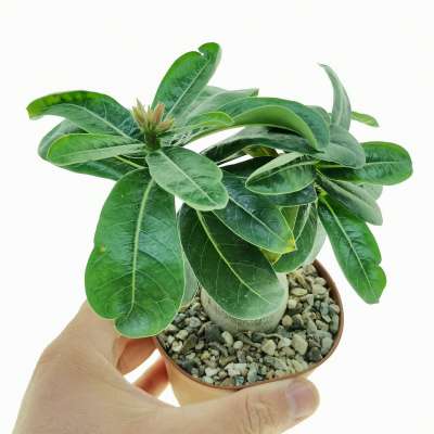 Adenium obesum 'Burning Star'