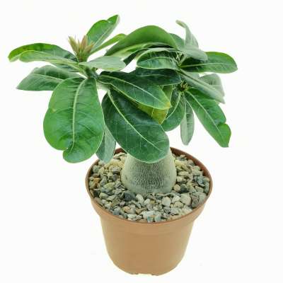 Adenium obesum 'Burning Star' - Giromagi