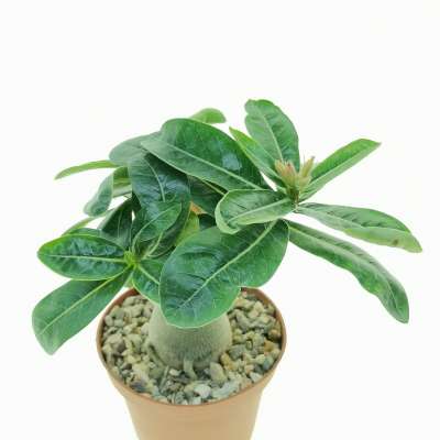 Adenium obesum 'Burning Star' - Giromagi