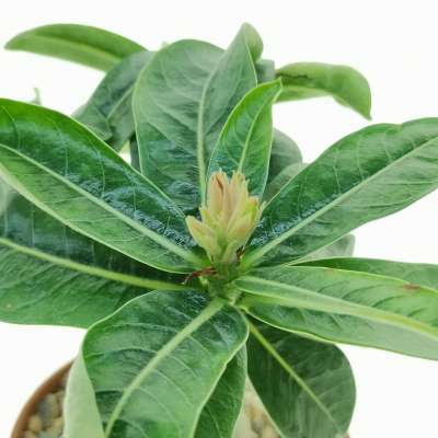 Adenium obesum 'Burning Star' - Giromagi