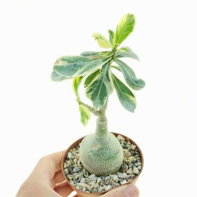 Adenium obesum cv. Milky Way