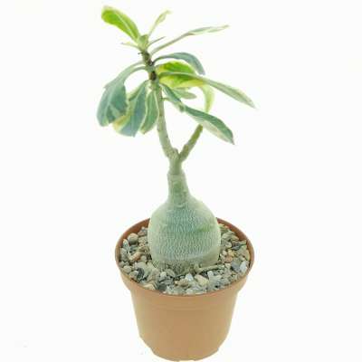 Adenium obesum cv. Milky Way - Giromagi