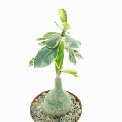 Adenium obesum cv. Milky Way - Giromagi