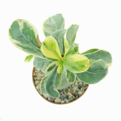 Adenium obesum cv. Milky Way - Giromagi