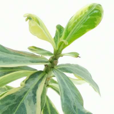 Adenium obesum cv. Milky Way - Giromagi