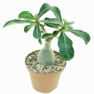 Adenium obesum 'Raspberry Ripple' - Giromagi