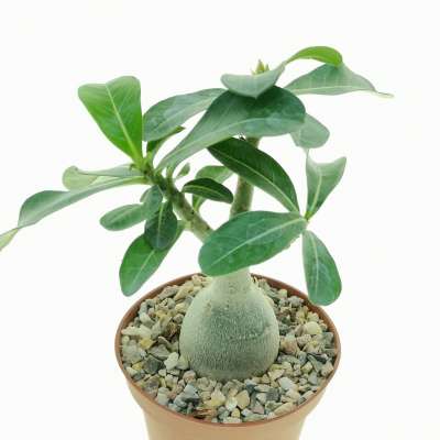 Adenium obesum 'Raspberry Ripple' - Giromagi