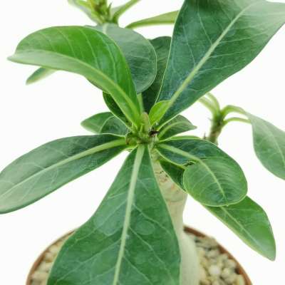 Adenium obesum 'Raspberry Ripple' - Giromagi