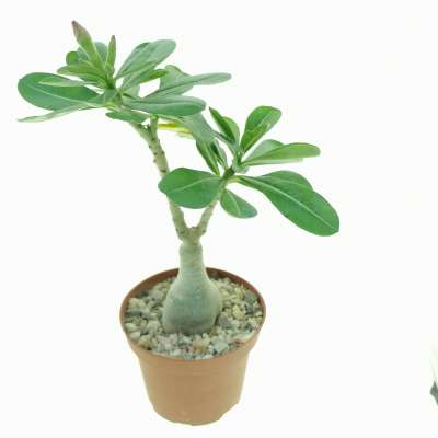 Adenium obesum 'Scarlet Kiss' - Giromagi