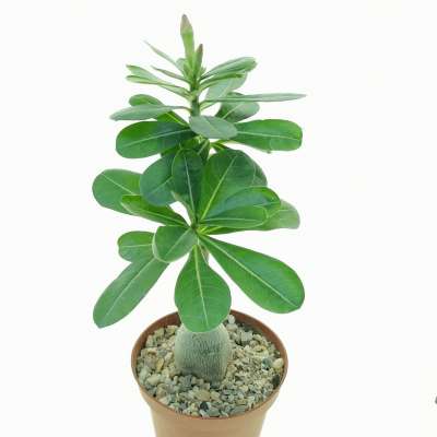 Adenium obesum 'Scarlet Kiss' - Giromagi