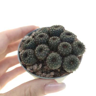 Frailea castanea obscura