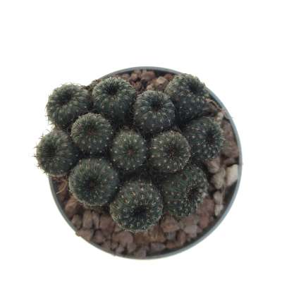 Frailea castanea obscura - Giromagi