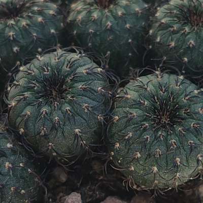Frailea castanea obscura - Giromagi