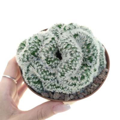Mammillaria laui f. crestata