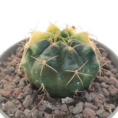 Gymnocalycium damsii f. variegata - Giromagi