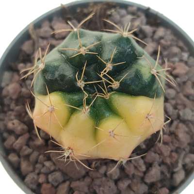 Gymnocalycium damsii f. variegata - Giromagi